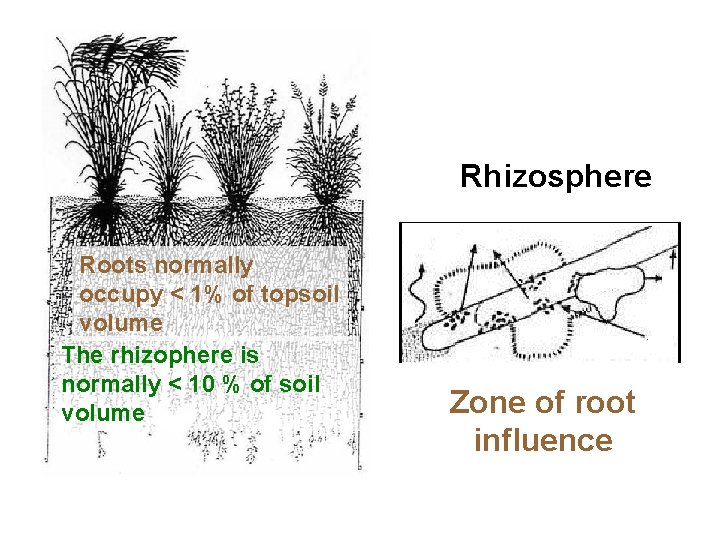 Rhizosphere Roots normally occupy < 1% of topsoil volume The rhizophere is normally <