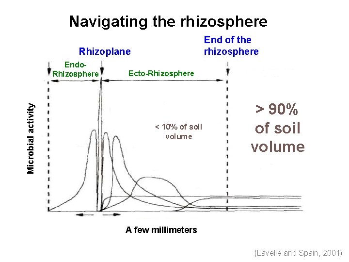 Navigating the rhizosphere End of the rhizosphere Rhizoplane Microbial activity Endo. Rhizosphere Ecto-Rhizosphere <