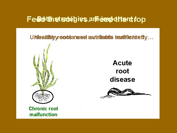 Both strategies important ! Feed the soil vs. are Feed the crop Healthy roots