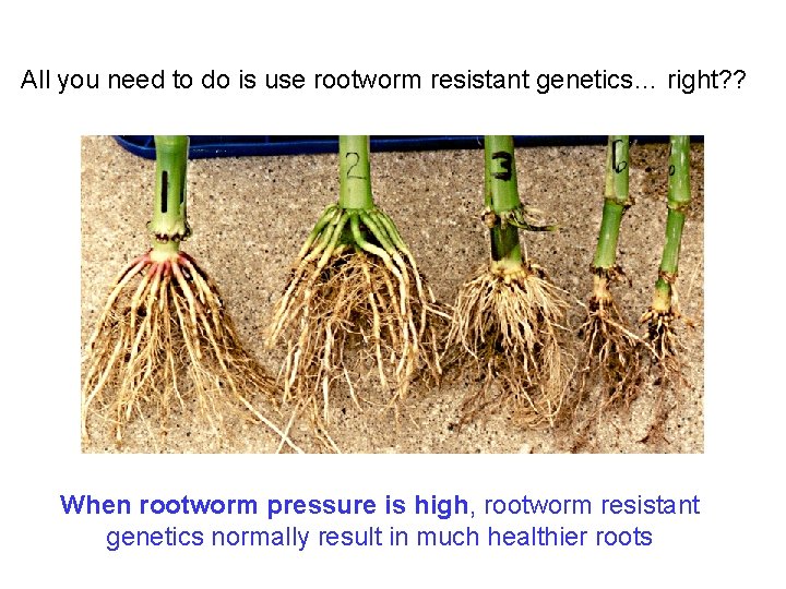 All you need to do is use rootworm resistant genetics… right? ? When rootworm