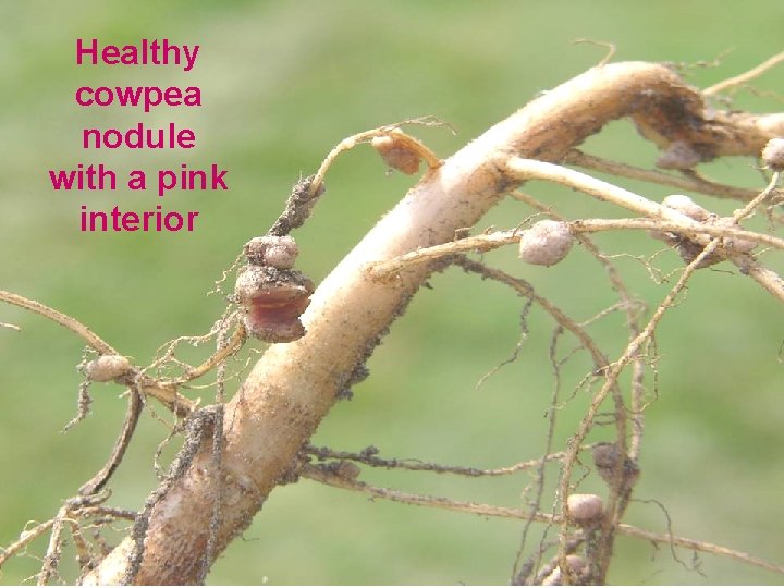 Healthy cowpea nodule with a pink interior 