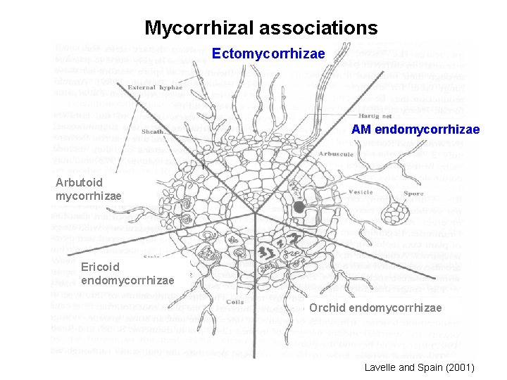 Mycorrhizal associations Ectomycorrhizae AM endomycorrhizae Arbutoid mycorrhizae Ericoid endomycorrhizae Orchid endomycorrhizae Lavelle and Spain
