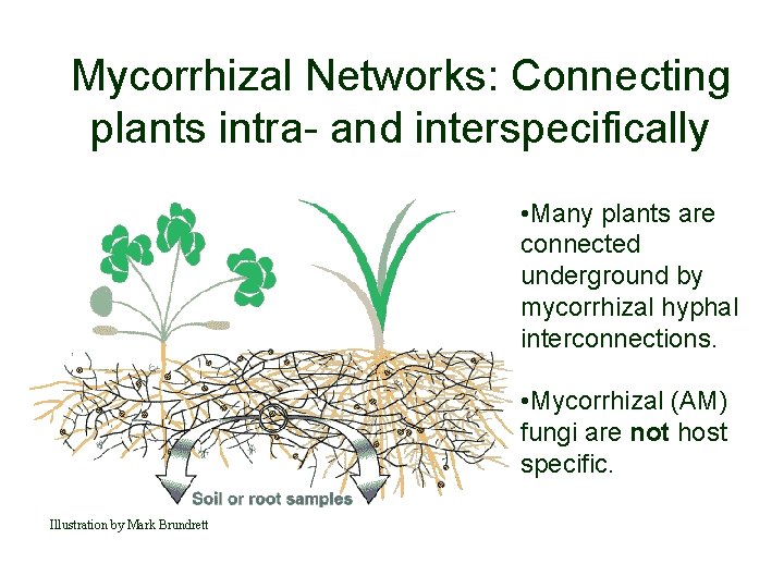 Mycorrhizal Networks: Connecting plants intra- and interspecifically • Many plants are connected underground by