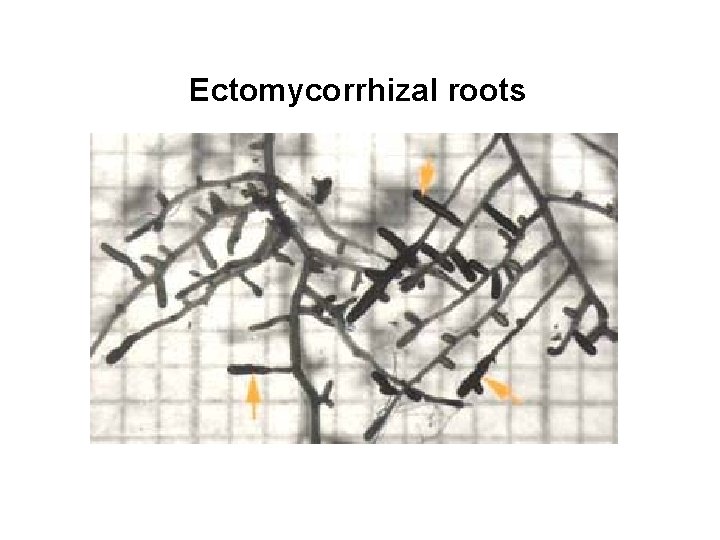 Ectomycorrhizal roots 