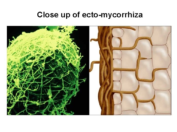 Close up of ecto-mycorrhiza 