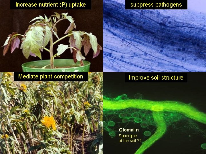 Increase nutrient (P) uptake suppress pathogens Mediate plant competition Improve soil structure Glomalin Superglue
