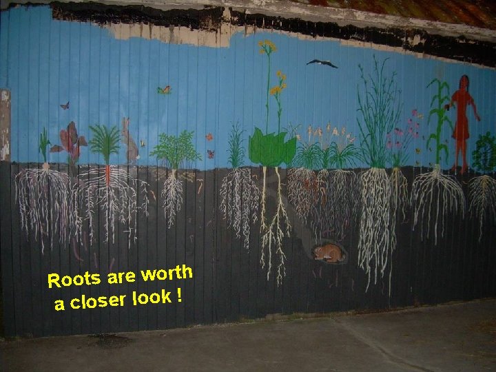 Roots are worth a closer look ! 