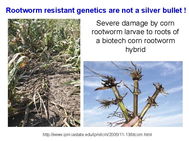 Rootworm resistant genetics are not a silver bullet ! Severe damage by corn rootworm