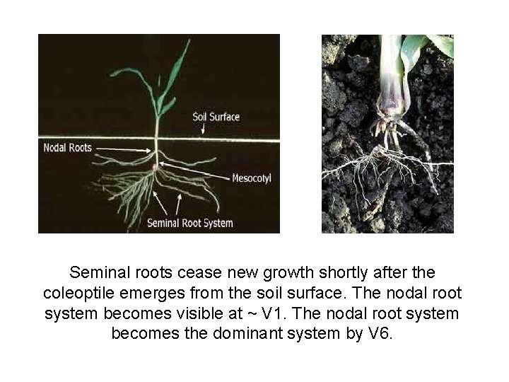 Seminal roots cease new growth shortly after the coleoptile emerges from the soil surface.
