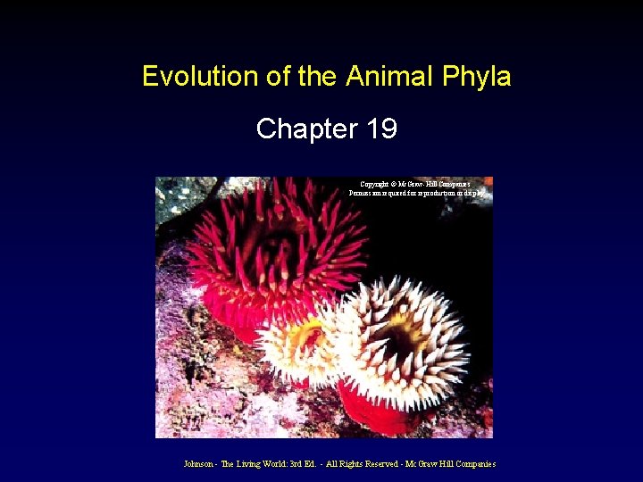 Evolution of the Animal Phyla Chapter 19 Copyright © Mc. Graw-Hill Companies Permission required Evolution of the Animal Phyla Chapter 19 Copyright © Mc. Graw-Hill Companies Permission required