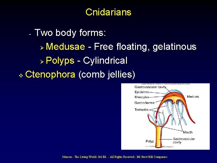 Cnidarians Two body forms: Ø Medusae - Free floating, gelatinous Ø Polyps - Cylindrical Cnidarians Two body forms: Ø Medusae - Free floating, gelatinous Ø Polyps - Cylindrical