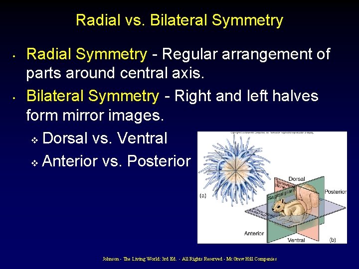 Radial vs. Bilateral Symmetry • • Radial Symmetry - Regular arrangement of parts around Radial vs. Bilateral Symmetry • • Radial Symmetry - Regular arrangement of parts around