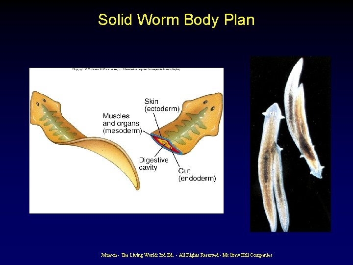 Solid Worm Body Plan Johnson - The Living World: 3 rd Ed. - All Solid Worm Body Plan Johnson - The Living World: 3 rd Ed. - All