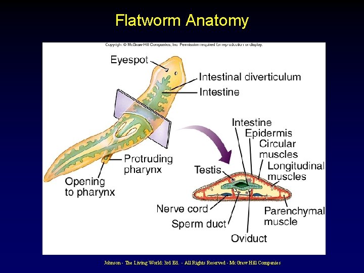 Flatworm Anatomy Johnson - The Living World: 3 rd Ed. - All Rights Reserved Flatworm Anatomy Johnson - The Living World: 3 rd Ed. - All Rights Reserved
