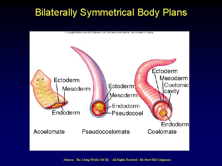 Bilaterally Symmetrical Body Plans Johnson - The Living World: 3 rd Ed. - All Bilaterally Symmetrical Body Plans Johnson - The Living World: 3 rd Ed. - All