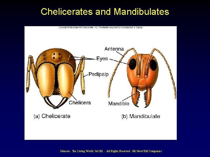 Chelicerates and Mandibulates Johnson - The Living World: 3 rd Ed. - All Rights Chelicerates and Mandibulates Johnson - The Living World: 3 rd Ed. - All Rights