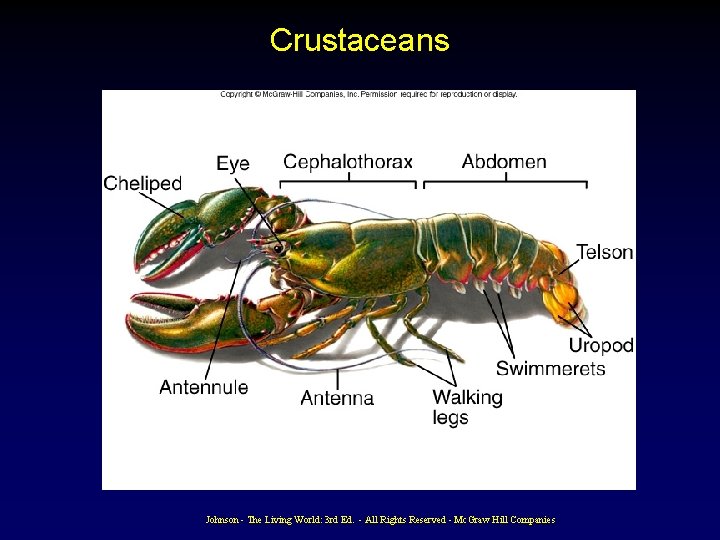 Crustaceans Johnson - The Living World: 3 rd Ed. - All Rights Reserved - Crustaceans Johnson - The Living World: 3 rd Ed. - All Rights Reserved -