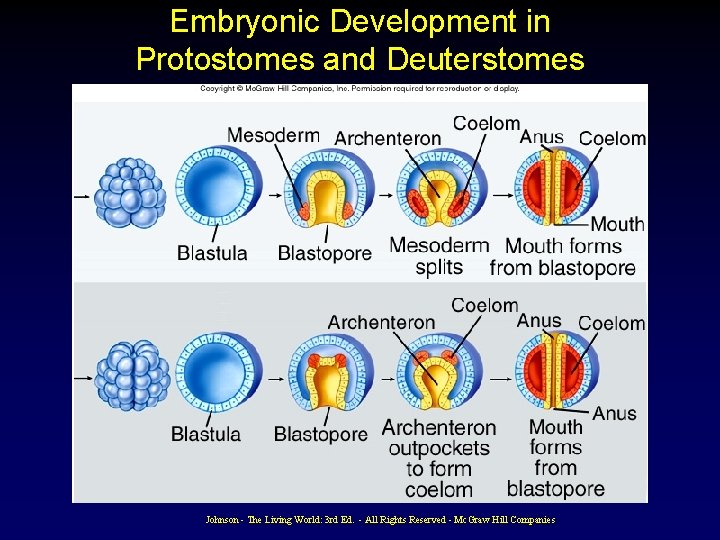 Embryonic Development in Protostomes and Deuterstomes Johnson - The Living World: 3 rd Ed. Embryonic Development in Protostomes and Deuterstomes Johnson - The Living World: 3 rd Ed.