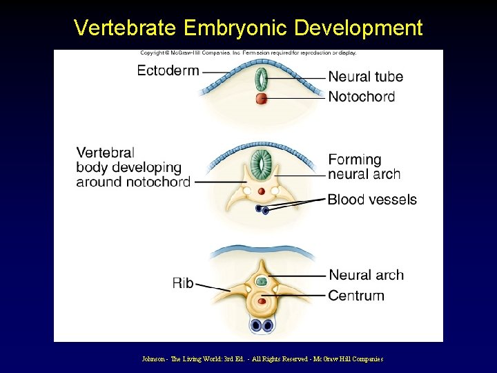 Vertebrate Embryonic Development Johnson - The Living World: 3 rd Ed. - All Rights Vertebrate Embryonic Development Johnson - The Living World: 3 rd Ed. - All Rights