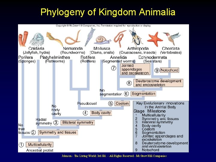 Phylogeny of Kingdom Animalia Johnson - The Living World: 3 rd Ed. - All Phylogeny of Kingdom Animalia Johnson - The Living World: 3 rd Ed. - All
