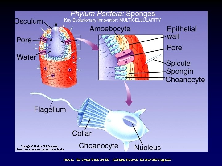 Splorn Evolution of the Animal Phyla Chapter 19 Copyright