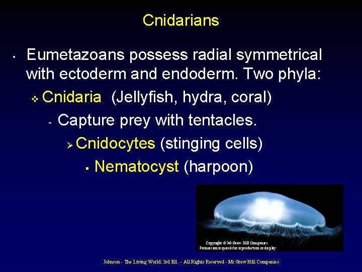 Cnidarians • Eumetazoans possess radial symmetrical with ectoderm and endoderm. Two phyla: v Cnidaria Cnidarians • Eumetazoans possess radial symmetrical with ectoderm and endoderm. Two phyla: v Cnidaria