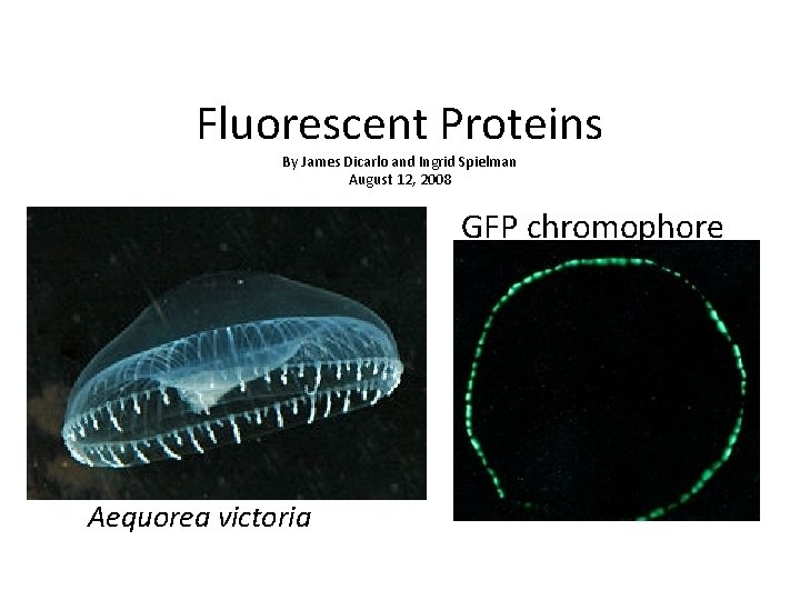 Fluorescent Proteins By James Dicarlo and Ingrid Spielman August 12, 2008 GFP chromophore Aequorea