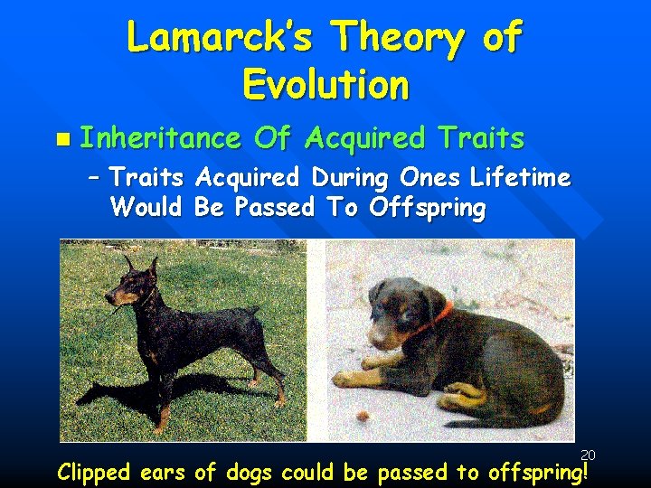 Lamarck’s Theory of Evolution n Inheritance Of Acquired Traits – Traits Acquired During Ones