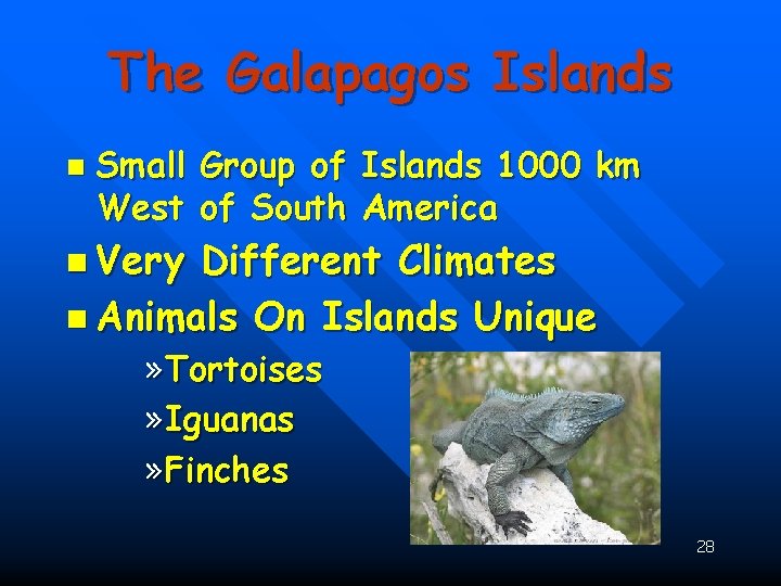 The Galapagos Islands n Small Group of Islands 1000 km West of South America