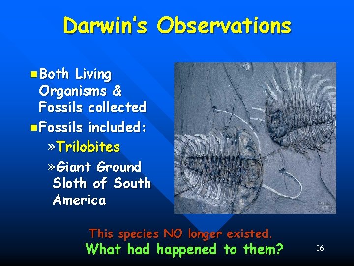Darwin’s Observations n Both Living Organisms & Fossils collected n Fossils included: » Trilobites