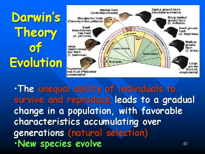 Darwin’s Theory of Evolution • The unequal ability of individuals to survive and reproduce