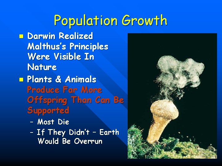 Population Growth n n Darwin Realized Malthus’s Principles Were Visible In Nature Plants &