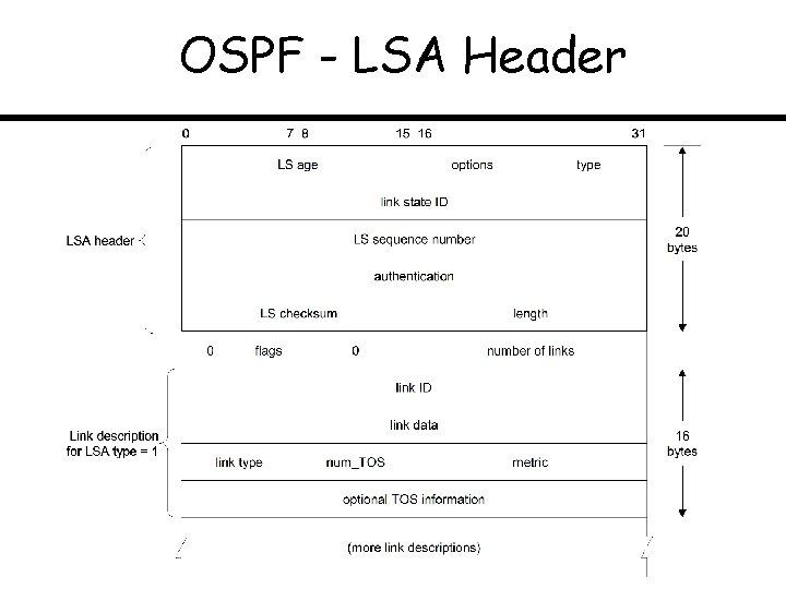 OSPF - LSA Header 