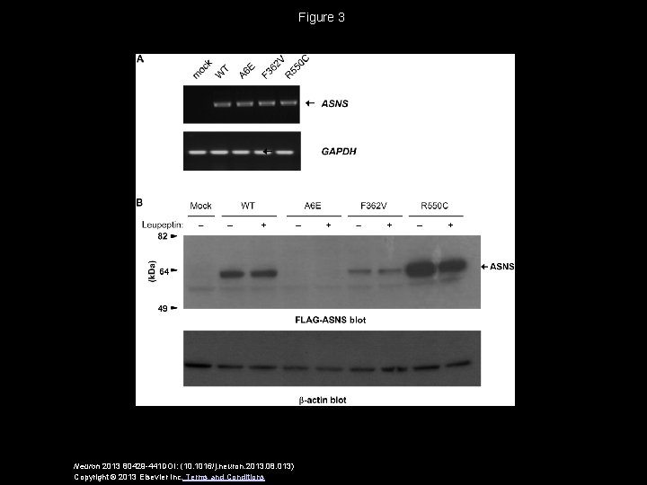 Figure 3 Neuron 2013 80429 -441 DOI: (10. 1016/j. neuron. 2013. 08. 013) Copyright