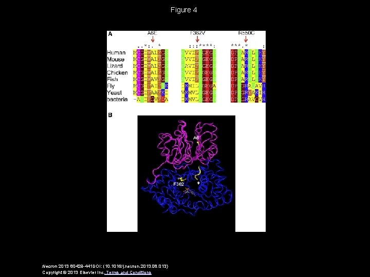 Figure 4 Neuron 2013 80429 -441 DOI: (10. 1016/j. neuron. 2013. 08. 013) Copyright