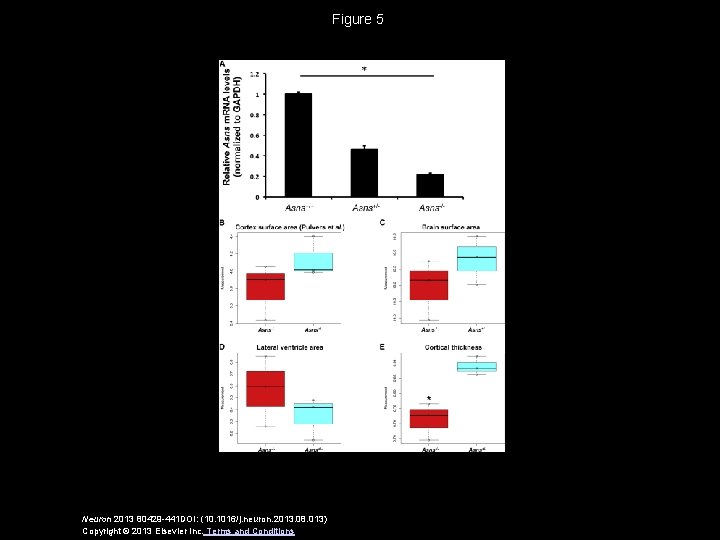 Figure 5 Neuron 2013 80429 -441 DOI: (10. 1016/j. neuron. 2013. 08. 013) Copyright