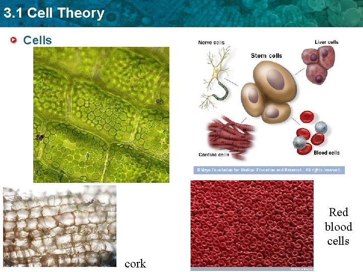 3 1 Cell Theory KEY CONCEPT Cells are