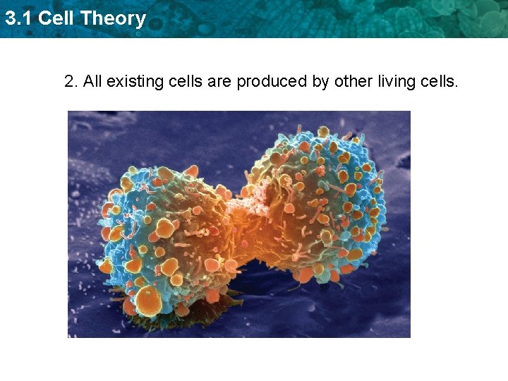 3 1 Cell Theory KEY CONCEPT Cells are