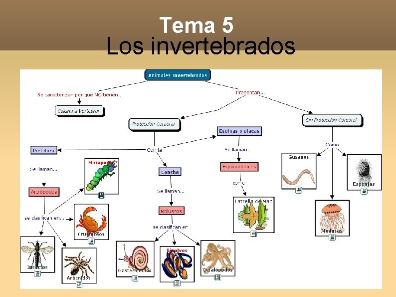 Tema 5 Los invertebrados 