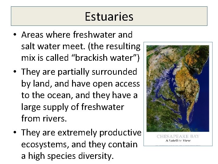 Estuaries • Areas where freshwater and salt water meet. (the resulting mix is called