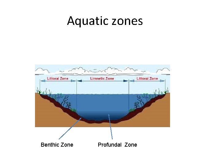 Aquatic zones Benthic Zone Profundal Zone 