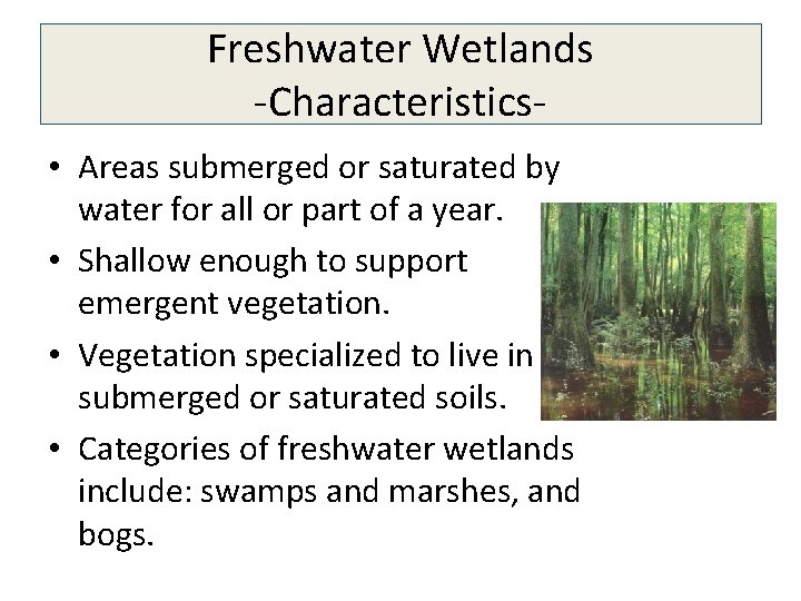 Freshwater Wetlands -Characteristics • Areas submerged or saturated by water for all or part