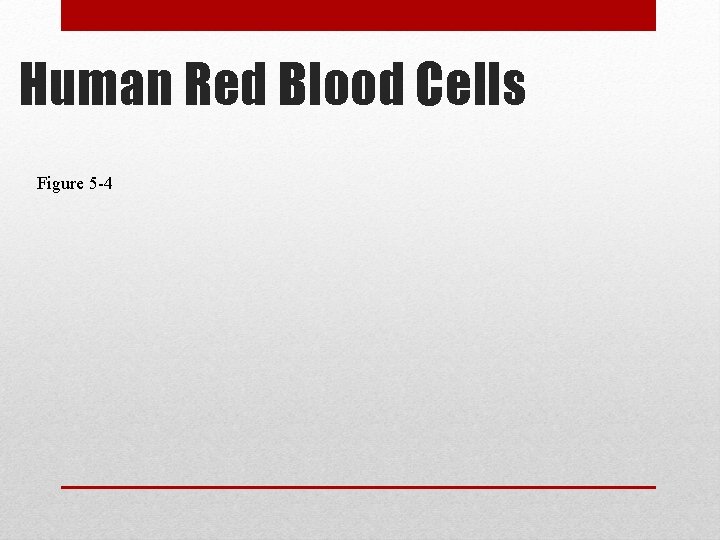 Human Red Blood Cells Figure 5 -4 