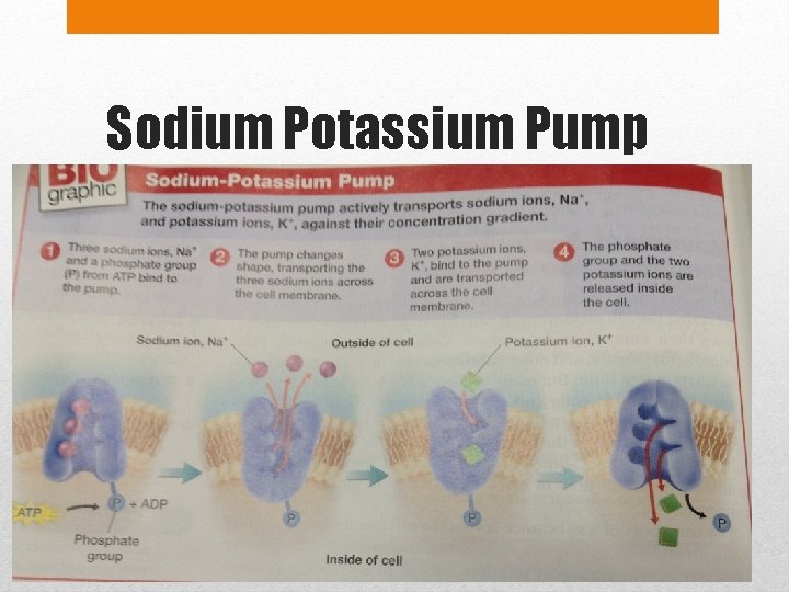 Sodium Potassium Pump 