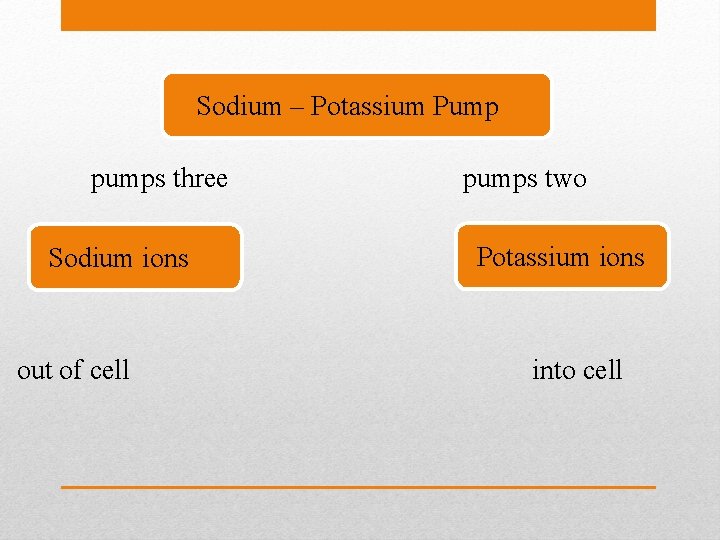 Sodium – Potassium Pump pumps three Sodium ions out of cell pumps two Potassium