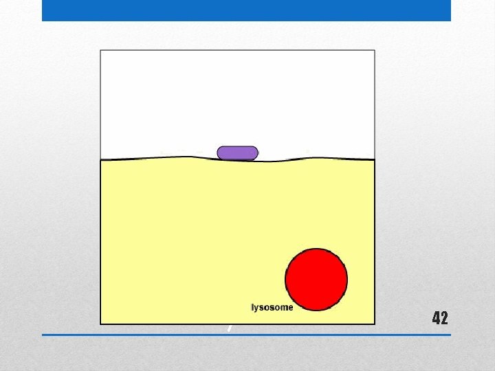 Endocytosis 42 