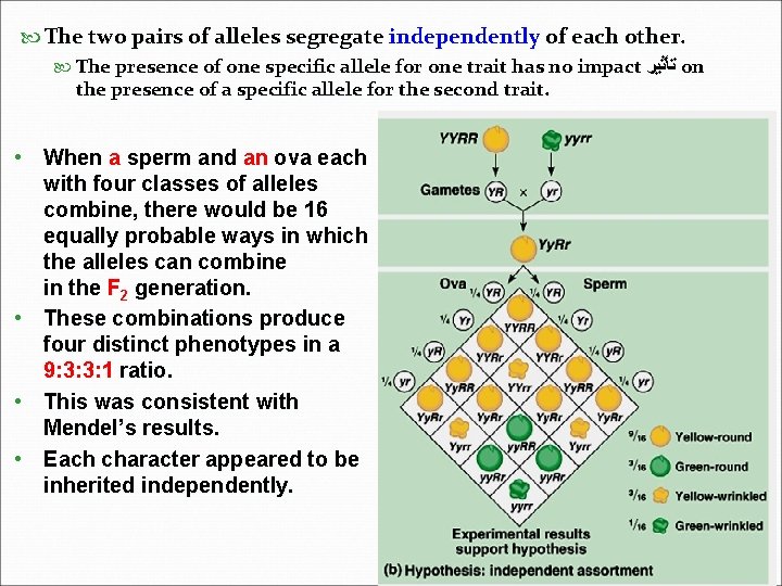  The two pairs of alleles segregate independently of each other. The presence of