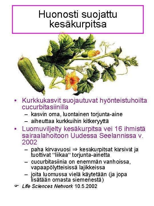 Huonosti suojattu kesäkurpitsa • Kurkkukasvit suojautuvat hyönteistuhoilta cucurbitasiinilla – kasvin oma, luontainen torjunta-aine –