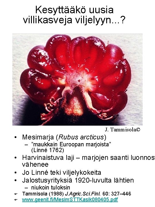 Kesyttääkö uusia villikasveja viljelyyn. . . ? J. Tammisola© • Mesimarja (Rubus arcticus) –