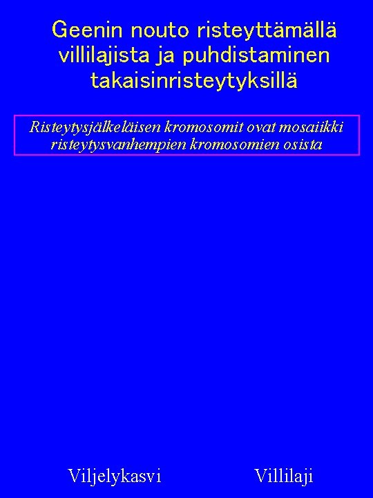 Geenin nouto risteyttämällä villilajista ja puhdistaminen takaisinristeytyksillä Risteytysjälkeläisen kromosomit ovat mosaiikki risteytysvanhempien kromosomien osista